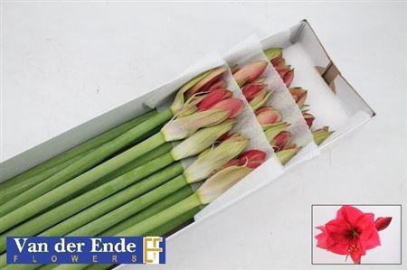 <h4>Hipp Ga Isabella</h4>