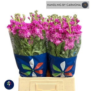 MATTH IRON DEEP PINK