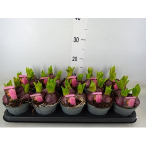 Hyacinthus orie. 'Pearl Pink'