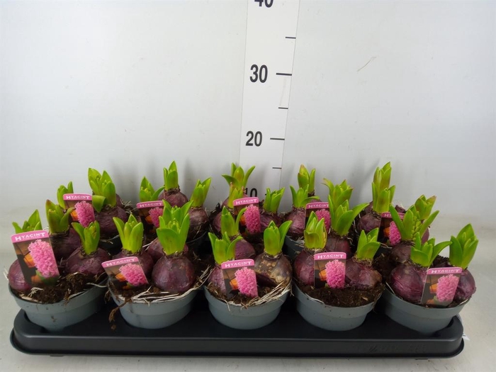 <h4>Hyacinthus orie. 'Pearl Pink'</h4>