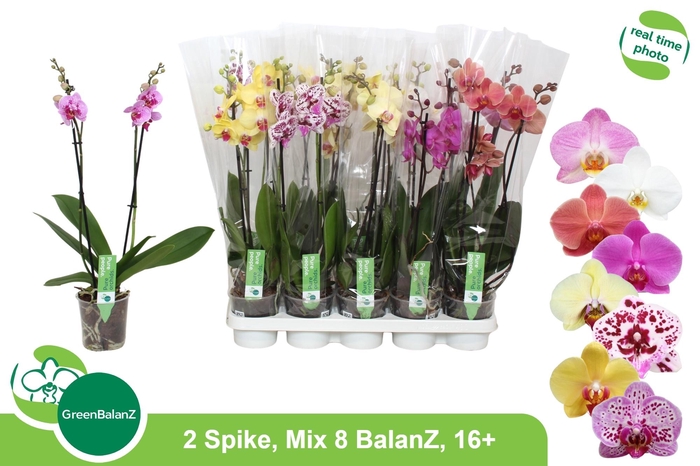 <h4>PHAL GEM 8 KL</h4>