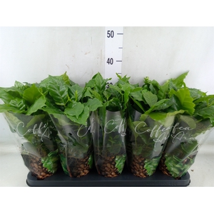 Coffea arabica