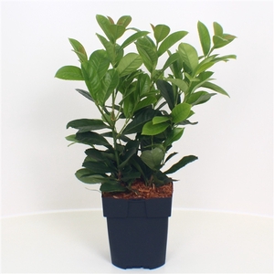 Prunus laurocerasus 'Etna' P17