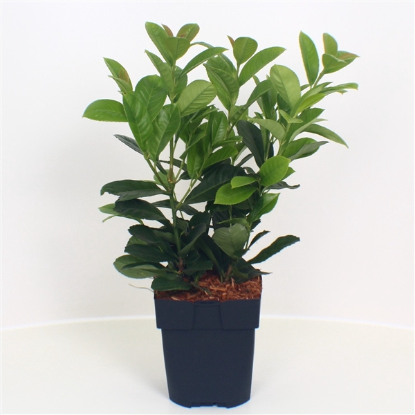 <h4>Prunus laurocerasus 'Etna' P17</h4>