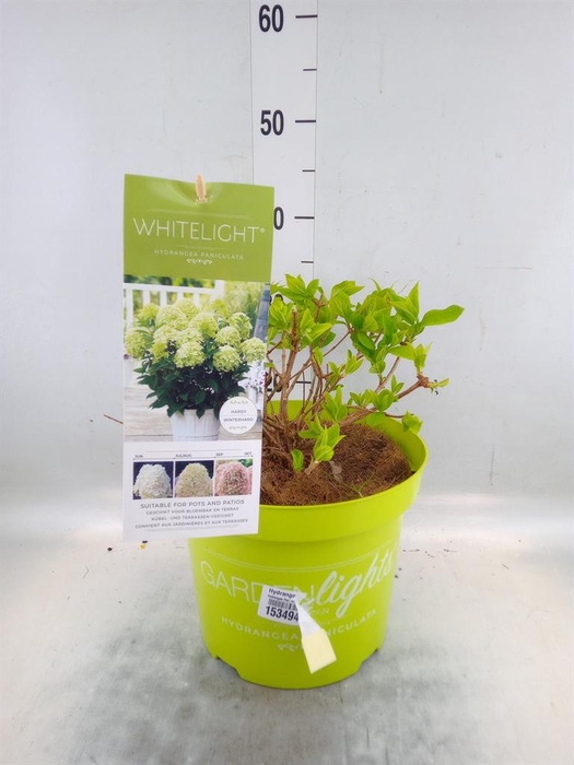 <h4>Hydrangea pan.</h4>