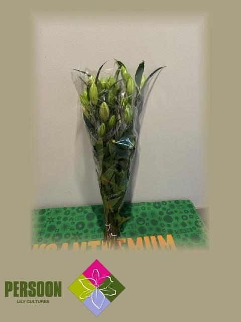 <h4>LI OR IBIZA</h4>