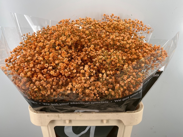 <h4>GYPS KLB H%</h4>