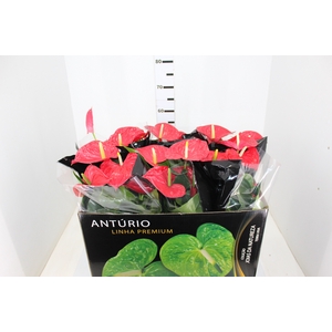 ANTHURIUM MICHIGAN P17 PREMIUM