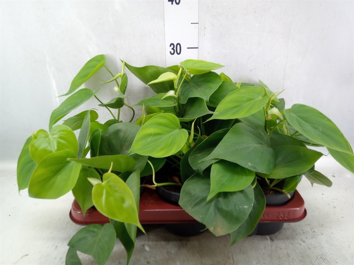 <h4>Philodendron scand.</h4>