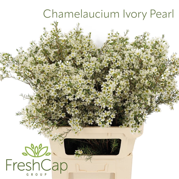 <h4>Chamelaucium Ivory Pearl</h4>