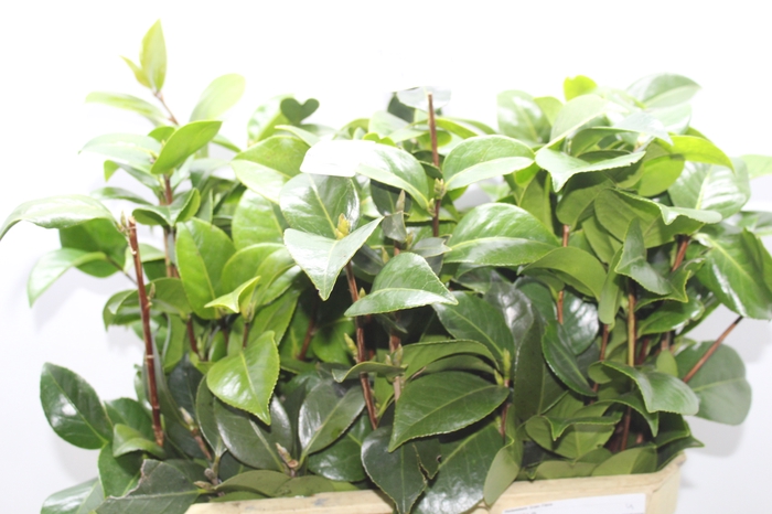 <h4>FOLHAGEM CAMELIA</h4>