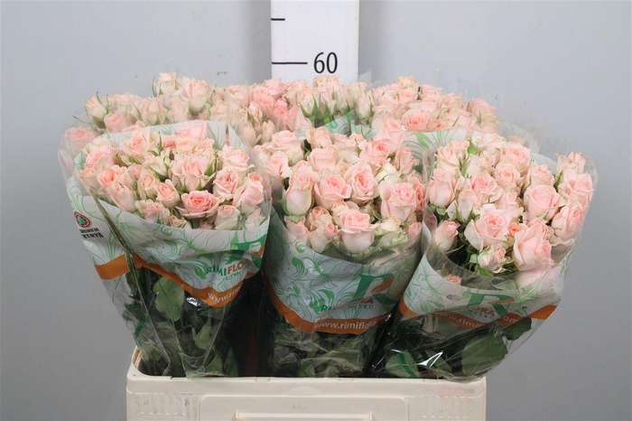 <h4>R Tr Sweet Sara</h4>