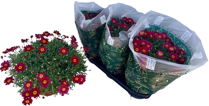 <h4>ARG GIUDITTA</h4>