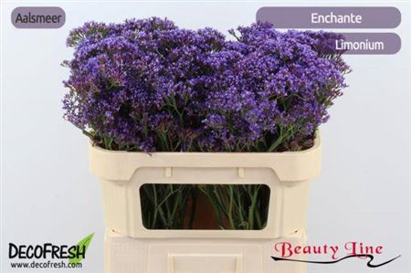 <h4>LIM PE ENCHANTE 70/40GR</h4>