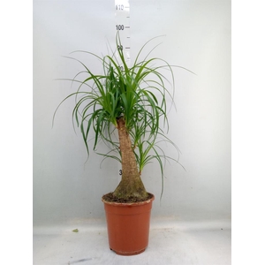 Beaucarnea recurvata