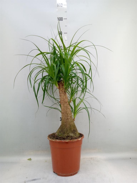 <h4>Beaucarnea recurvata</h4>