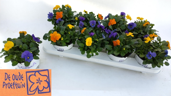 <h4>VIO TRICOLOR</h4>