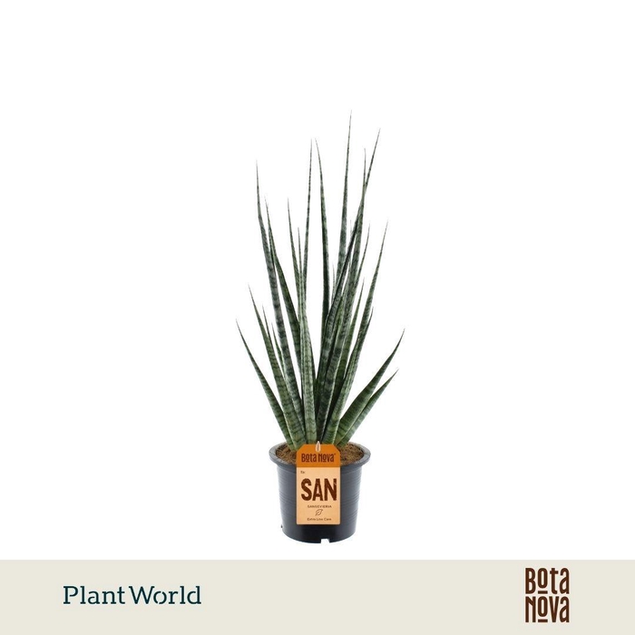 <h4>Sansevieria 'Digitorum'</h4>