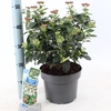 Viburnum tinus C5