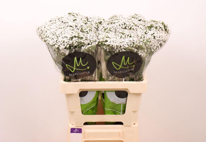 <h4>ACHIL NEONGLOW MOON</h4>