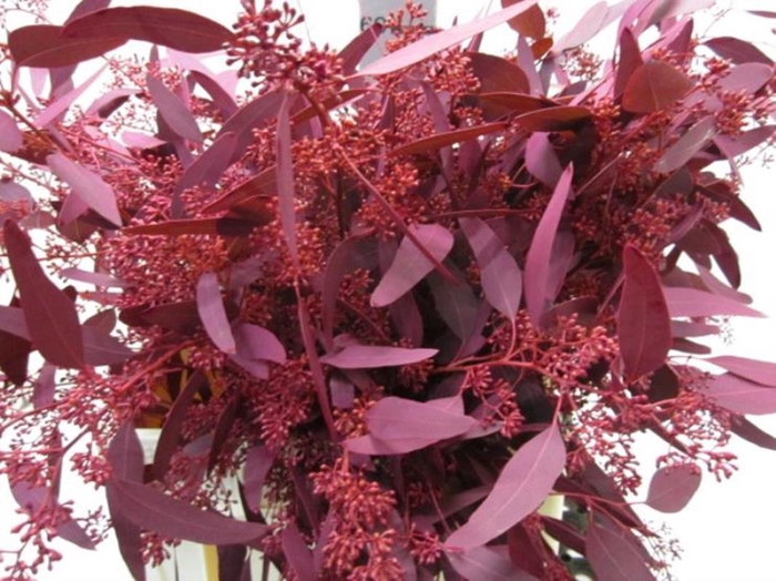 <h4>Euc Pop Bes Dark Cerise</h4>