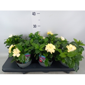 Gardenia jasminoides