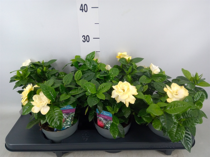 <h4>Gardenia jasminoides</h4>