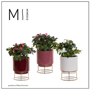 Azalea Mix -9 cm in Emma Rich Love