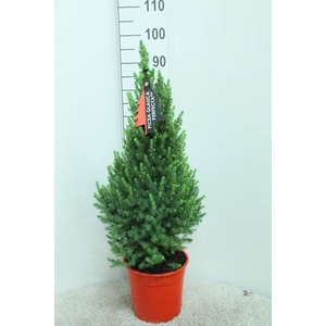 Picea glauca 'Perfecta'