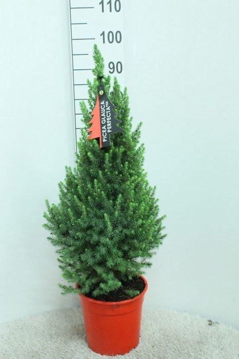<h4>Picea glauca 'Perfecta'</h4>