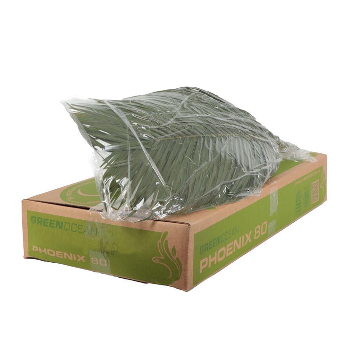 <h4>ŽAL PHOENIX</h4>