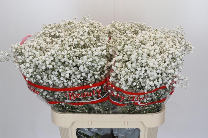 <h4>Gyps Xlence</h4>