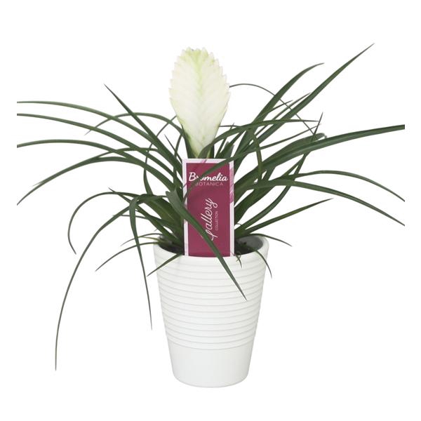 <h4>Tillandsia cyanea 'Biancini' in wit ribbel keramiek</h4>