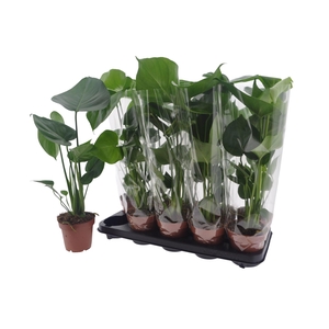 MONSTERA DELICIOSA