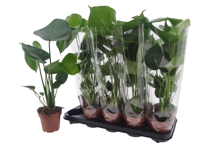 <h4>MONSTERA DELICIOSA</h4>