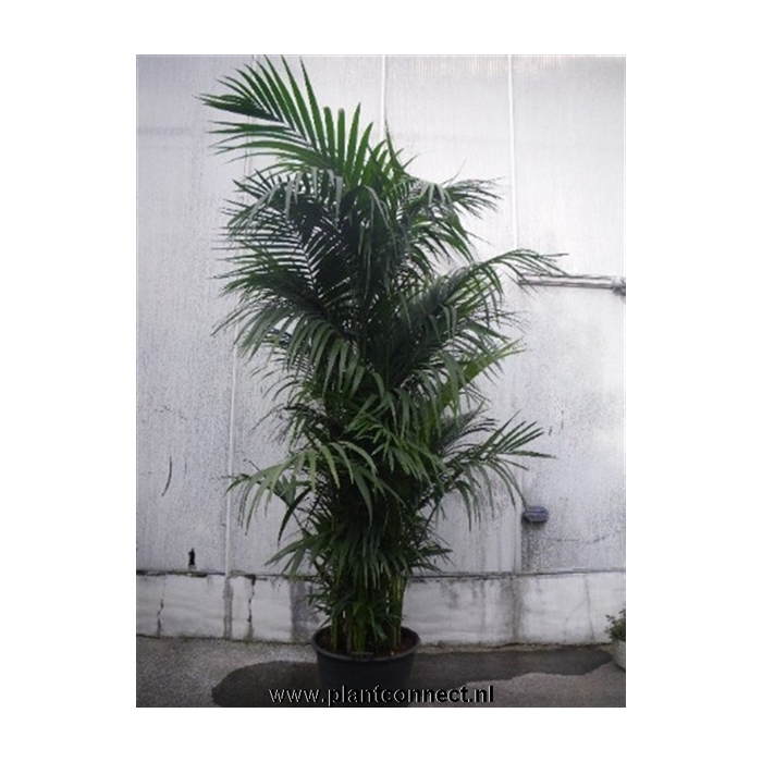 <h4>Howea forsteriana</h4>