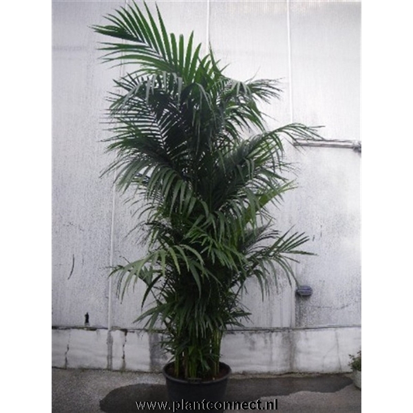 Howea forsteriana