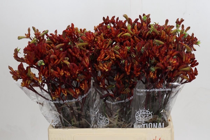 <h4>Kangaroo Paw Early Spring Indoor</h4>