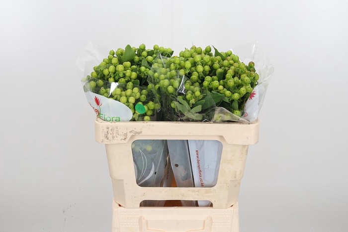 <h4>Hyp Mag Green</h4>