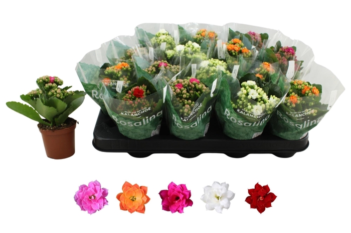 <h4>KAL GE RO GEM 5 KL</h4>