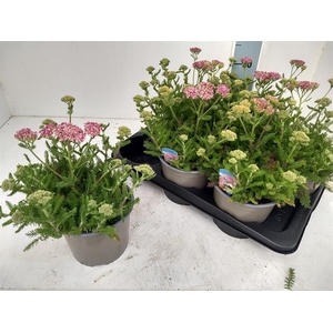ACHI MILLEFOLIUM