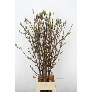 MAGNOLIA SUPERBA PER STEM 170CM