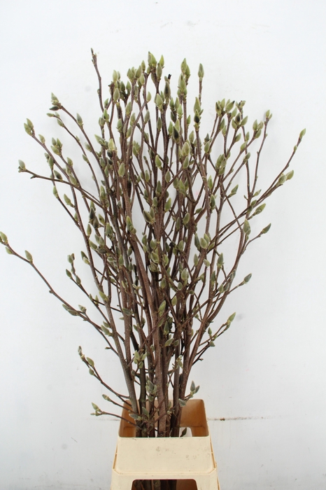 <h4>MAGNOLIA SUPERBA PER STEM 170CM</h4>