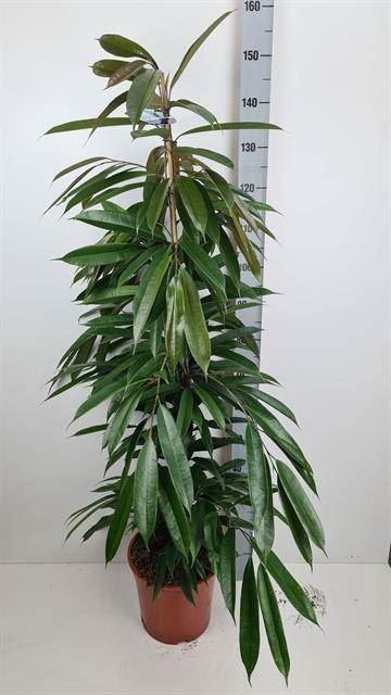 <h4>Ficus binn. 'Amstel King'</h4>