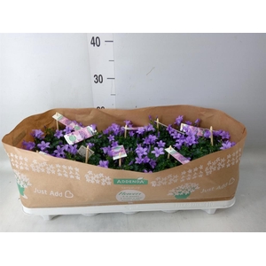 Campanula porten. 'Ambella Lavende'