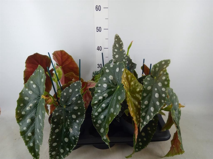 <h4>Begonia maculata</h4>