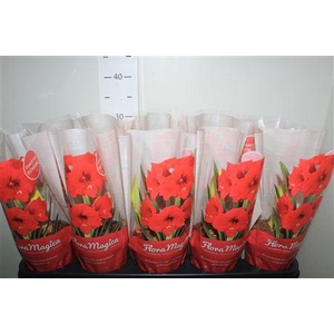 Hippeas Royal Red 1 Knop