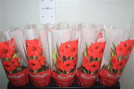 <h4>Hippeas Royal Red 1 Knop</h4>