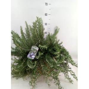 Rosmarinus officinalis 'Prostratus'