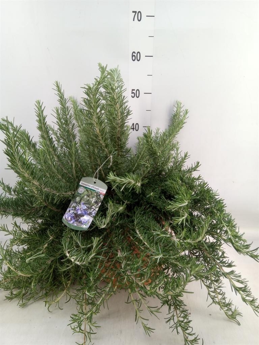 <h4>Rosmarinus officinalis 'Prostratus'</h4>
